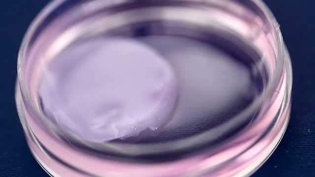 Bioengineering Infant Heart Patches with the | EurekAlert!