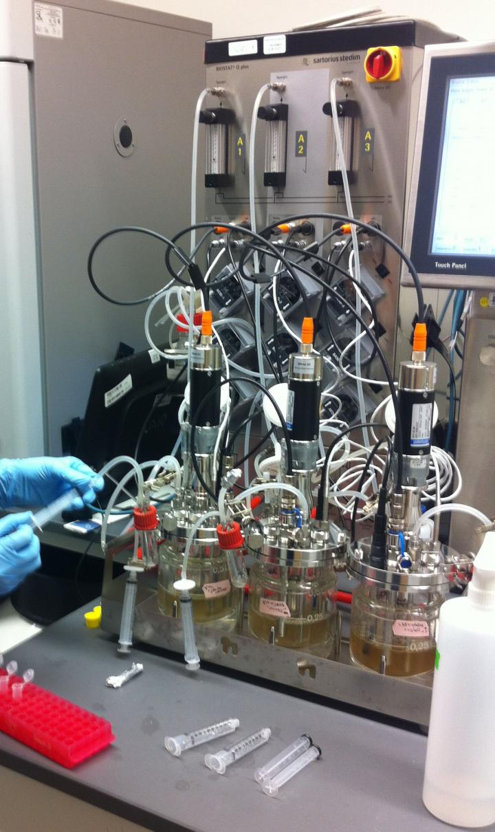 Yeast in a Fermenter