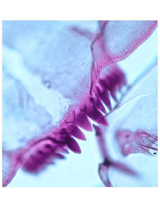 Head capsule of a midge larva found in Holocene lake sediments from northwest Greenland.