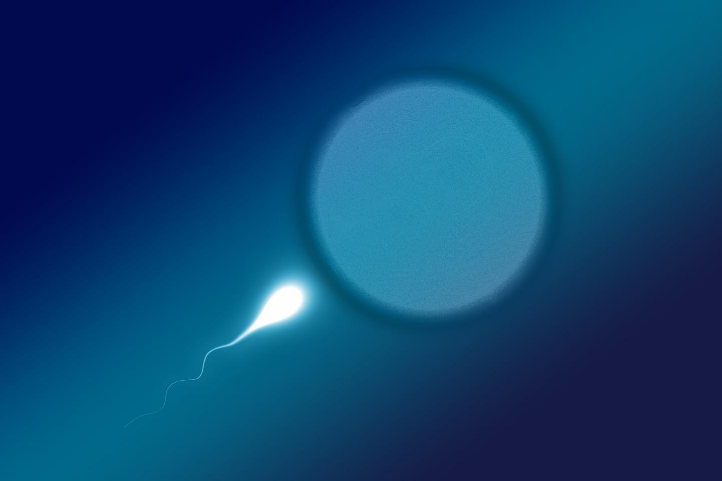 Sperm Image
