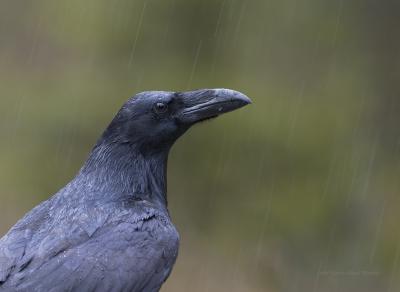 Raven in Rain