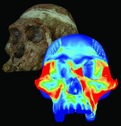 Toothsome Research: Deducing the Diet of a Prehistoric Hominid