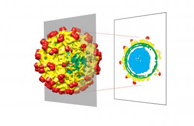 Asymmetrical Reconstruction of Kunjin Virus