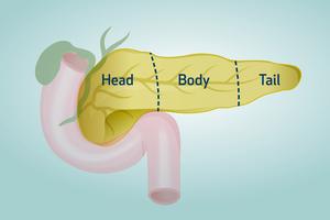 Pancreas diagram