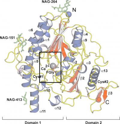 Three-dimensional Structure of SGSH