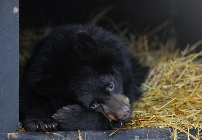 During Hibernation, Bear Metabolism Hits New Low (9 of 12)