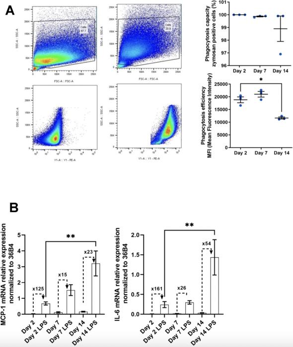 A new model and precious tool to study molecular mechanisms of macrophage aging