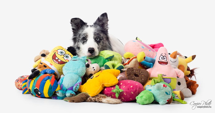 Dog with toys