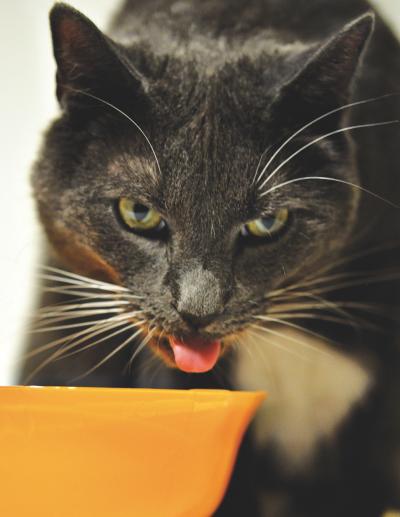 How Do Cats Lap? (3 of 3)