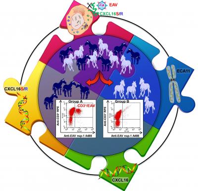 Genetic Variant Determines if Stallions Become Carriers of Equine Arteritis Virus