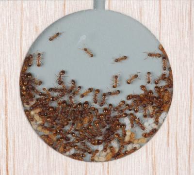 Ant Colony in Laboratory