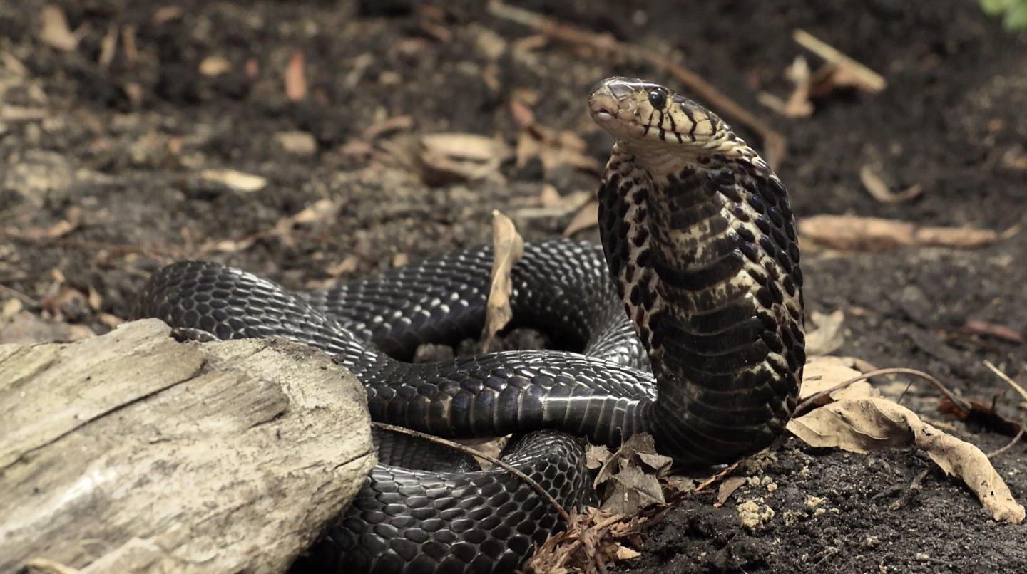 Naja Melanoleuca Snake