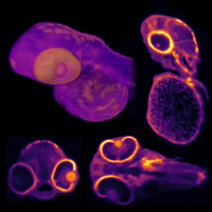 Zebrafish Larva