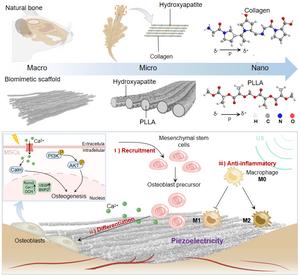 Formation of a bionic piezoelectric bone scaffold and its biological effects.