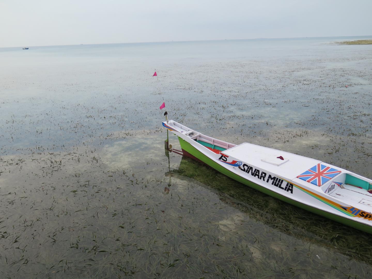 Seagrasses Greatly Reduce Bacteria, Benefiting Humans and Marine Life (6 of 15)