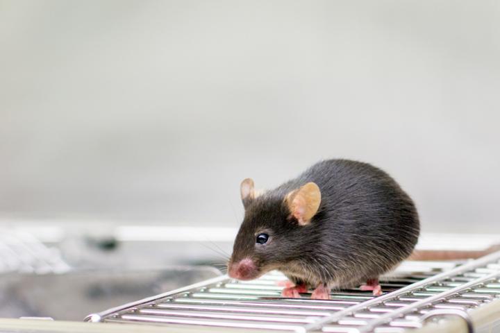 Mouse with a Healthy Immune System