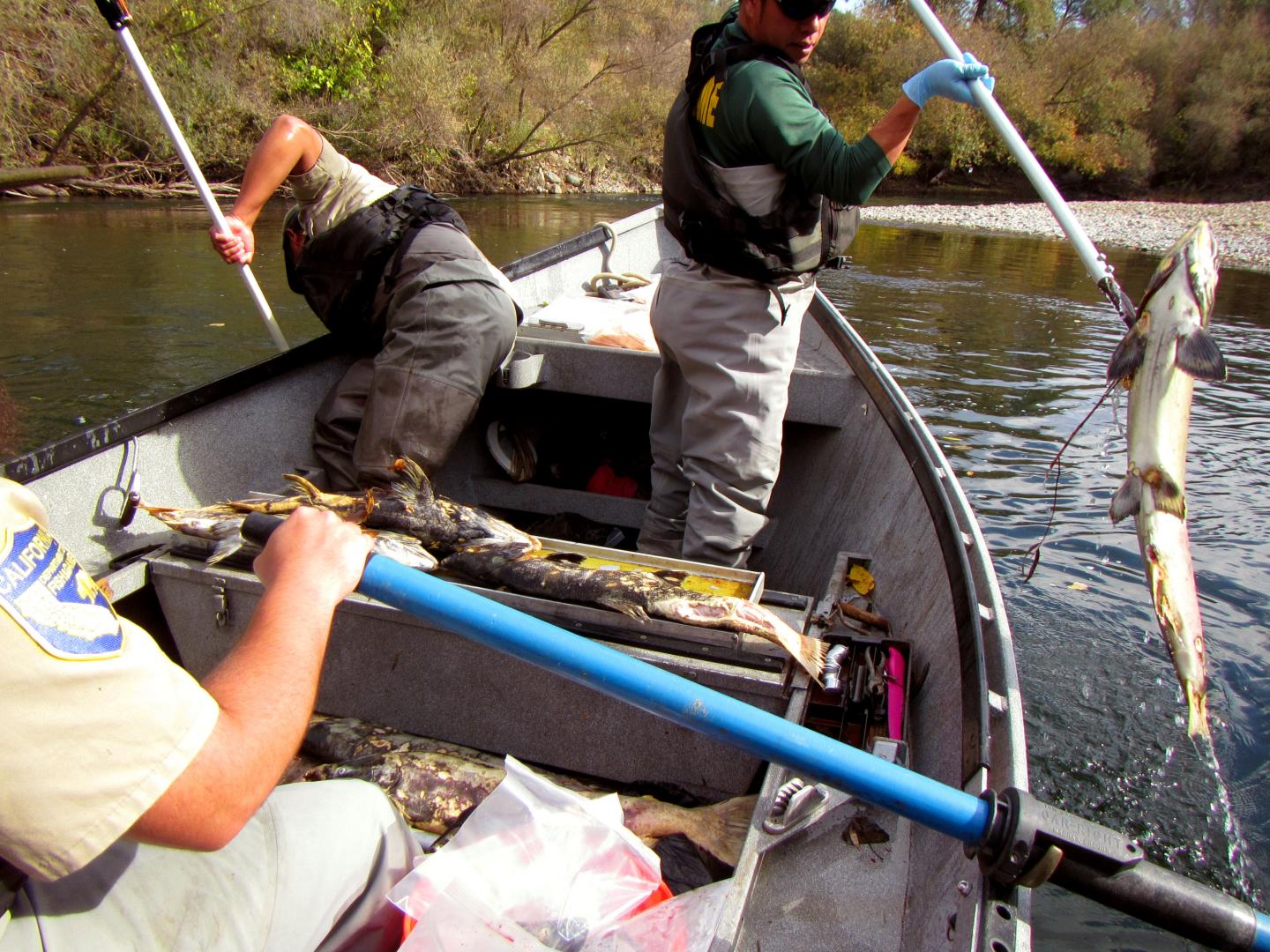 Collecting Carcasses