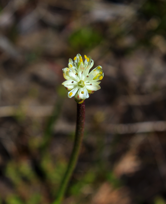 Flower of Triantha occidentalis