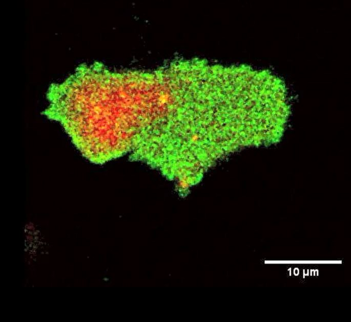 Dictyostelium amoeba