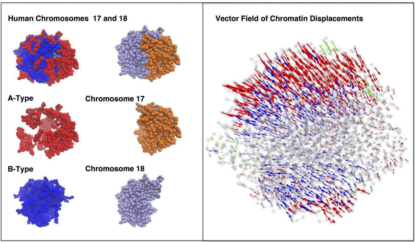 Chromosomes 17 and 18