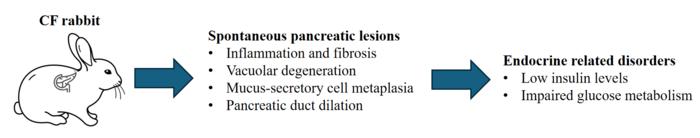 Illustraion-CF rabbit-pancreas