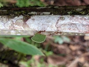 Leaf cutter ants