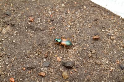 Ground Beetle (1 of 2)