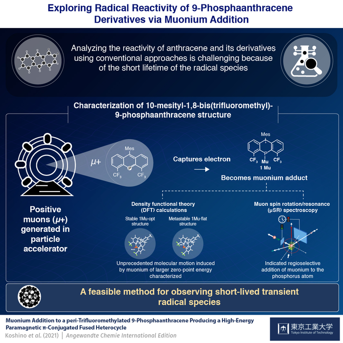 Exploring Radical Reactivity of 9-Phosphaanthracene Derivatives via Muonium Addition