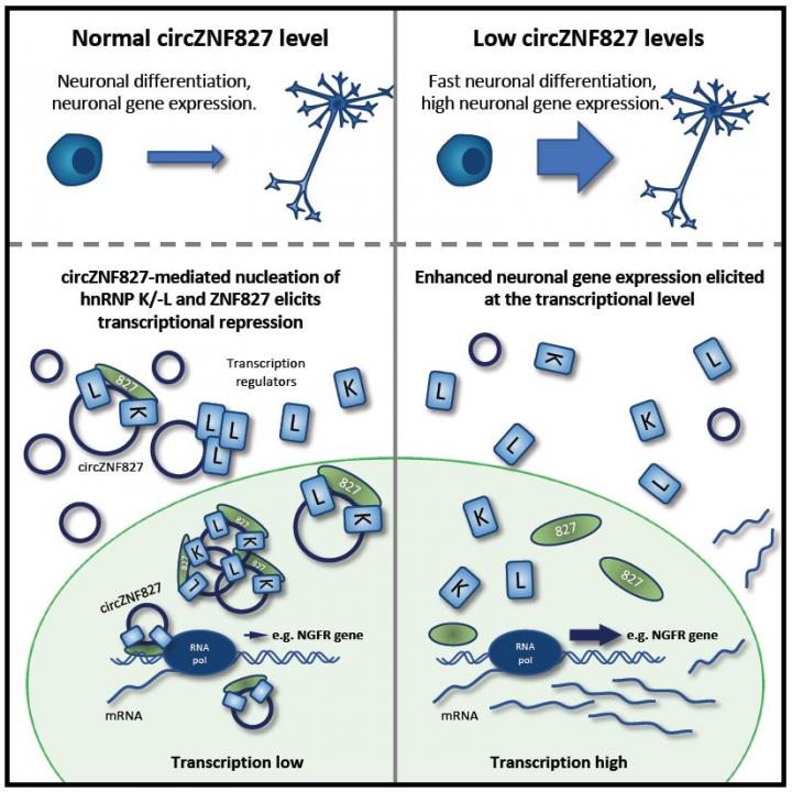 Neuronal differentiation