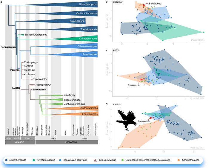 The evolutionary tree showing the position of Baminornis zhenghensis, and the morphometric space illustrating the modular evolution of different body parts