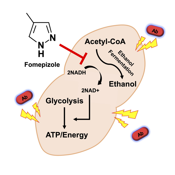 Fomepizole helps overcome antibiotic-resistant pneumonia in mice