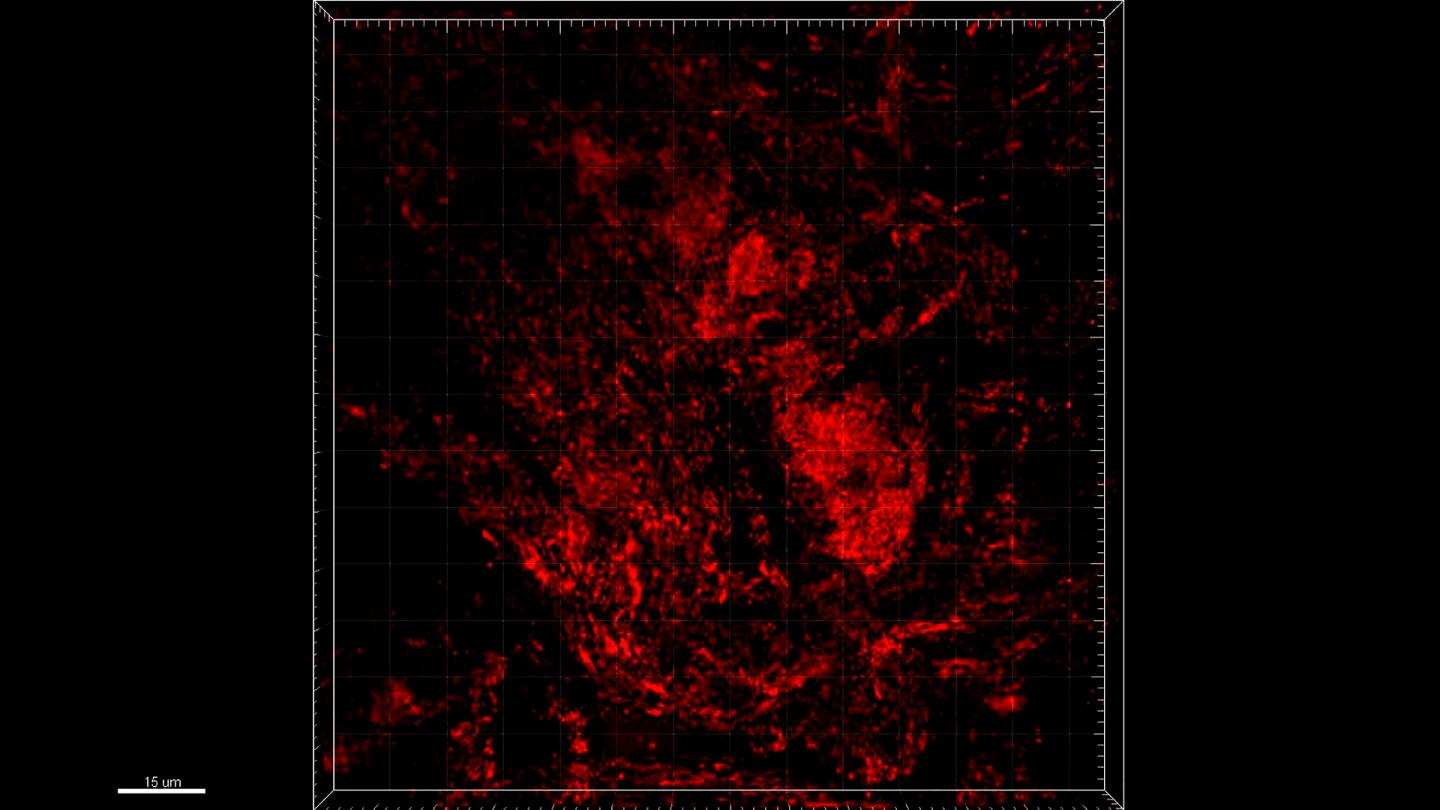 Machine-learning based analysis of mitochondria interaction networks