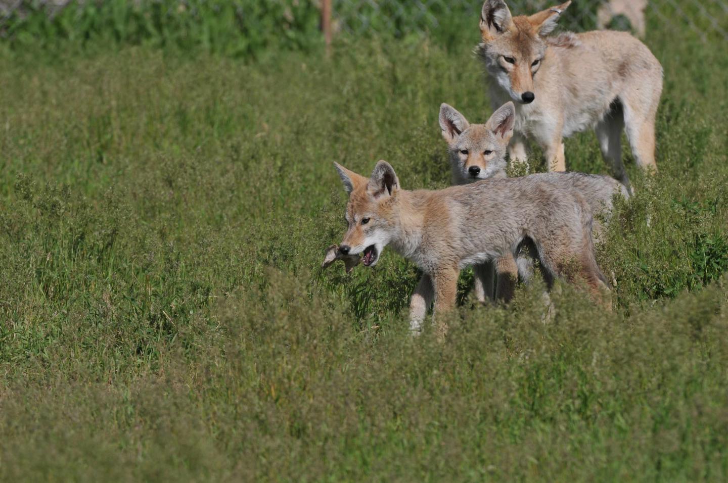 Coyote Pups