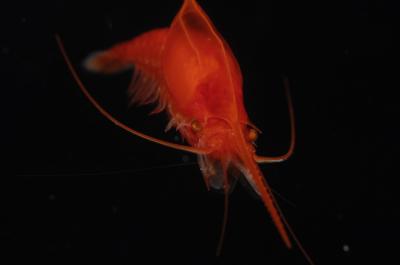 Hundreds of Marine Specimens Collected During Scientific Expedition Along Mid-Atlantic Ridge