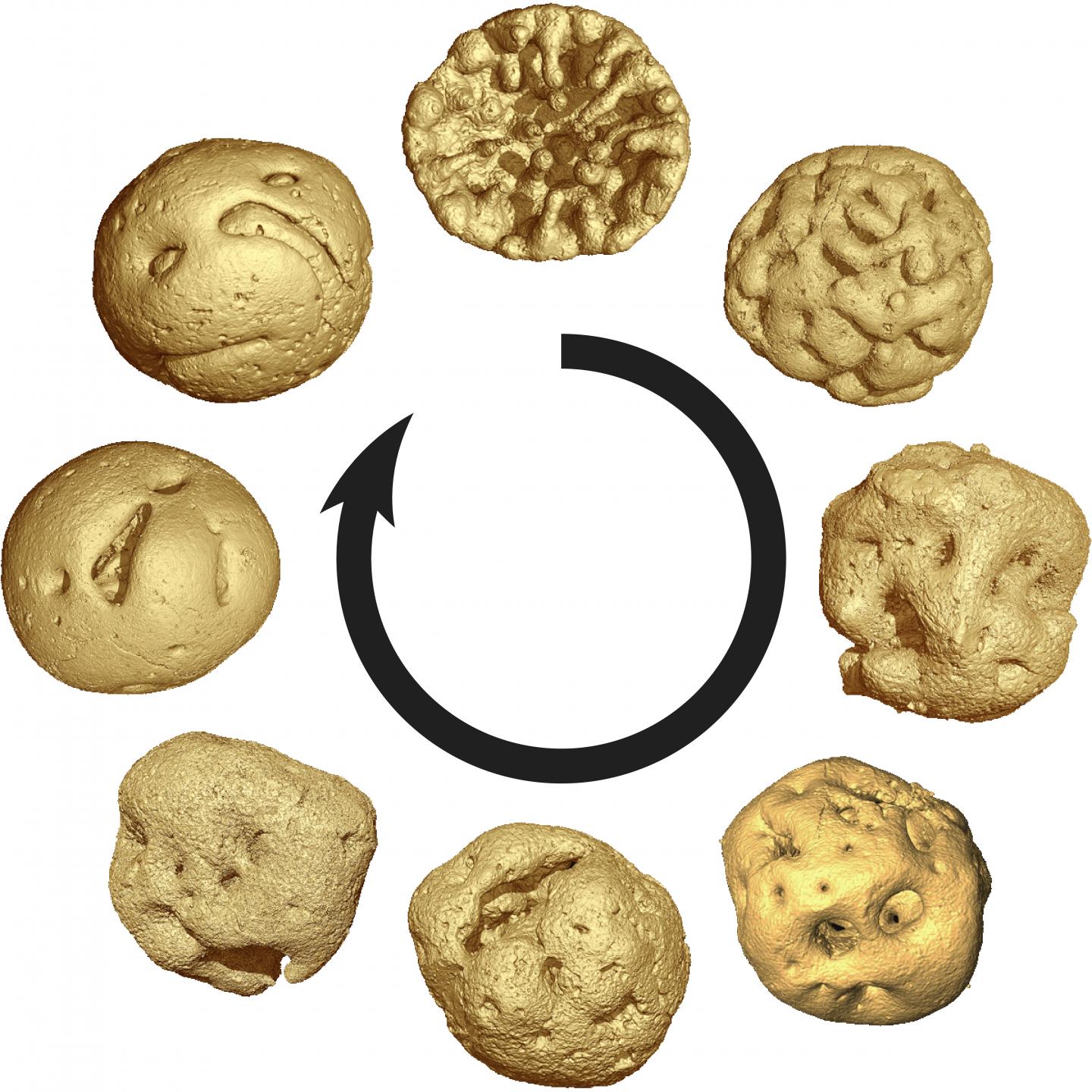 Embryology of 609 Million-Year Old Caveasphaera