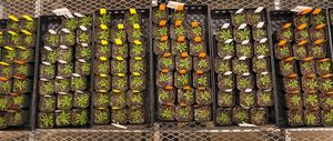 Arabidopsis seedlings