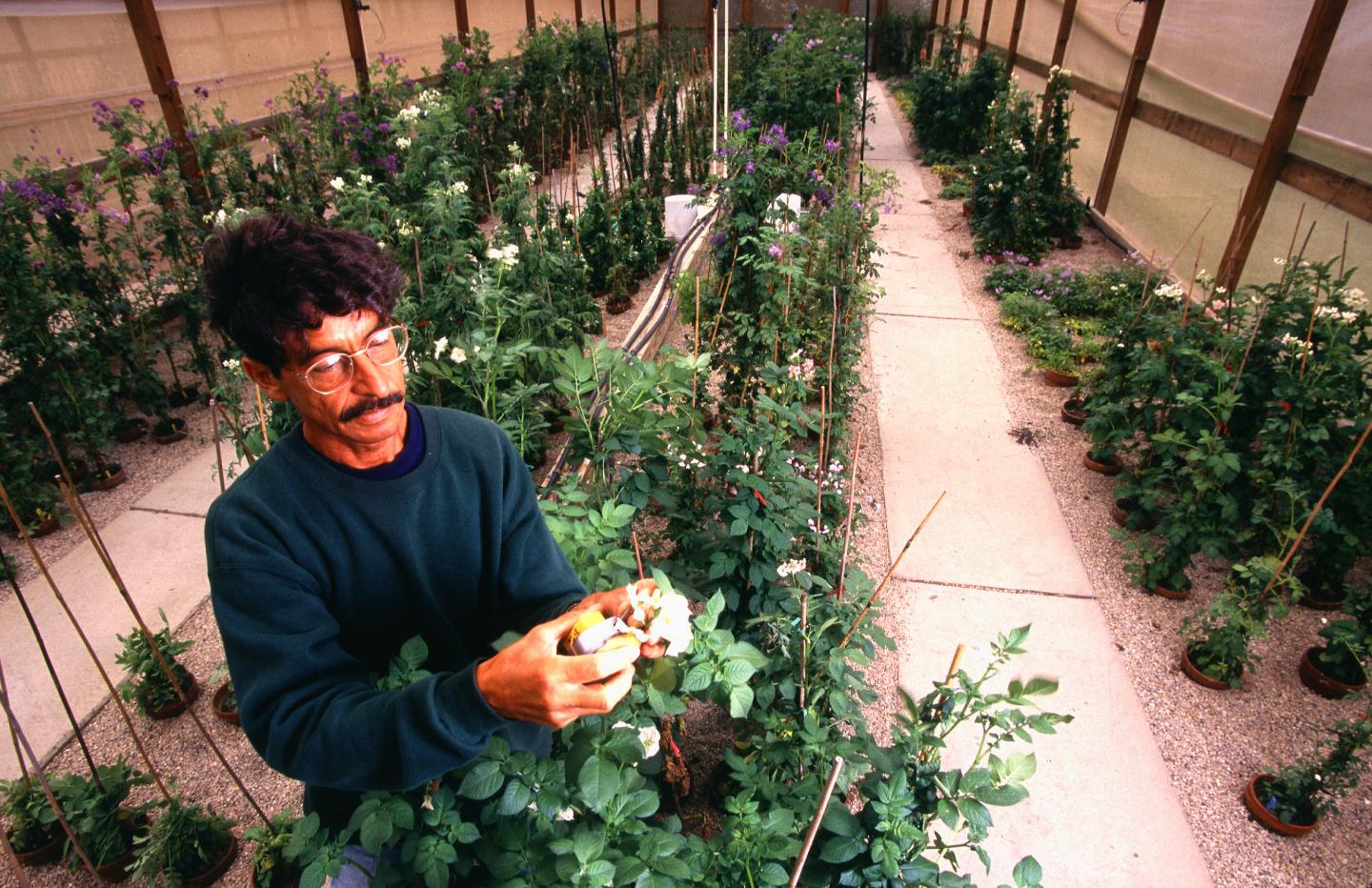 Potato Breeding in Greenhouse