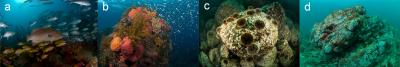 Degredation of Rocky Reefs