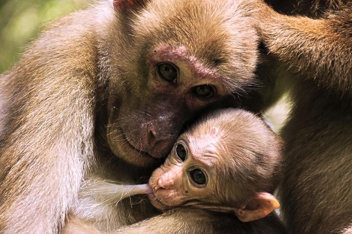 A female Assamese macaque (Macaca assamensis) with her infant at Phu Khieo Wildlife Sanctuary, Thailand.