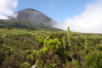  Short-Spurred Butterfly-Orchid