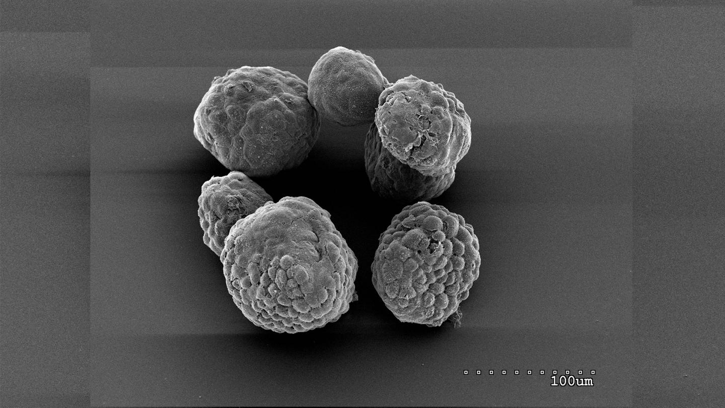 Organoids of Mouse Pancreatic Tumor Cells