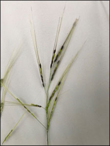 Figure 5: Panicle shape in wild rice (open panicles)