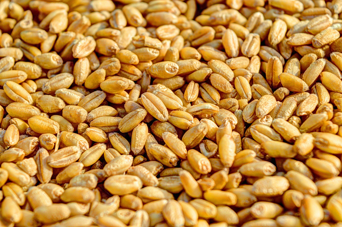 Wheat grains