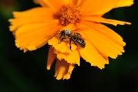 An Individually Coded Honey Bee Worker Forages on a Flower