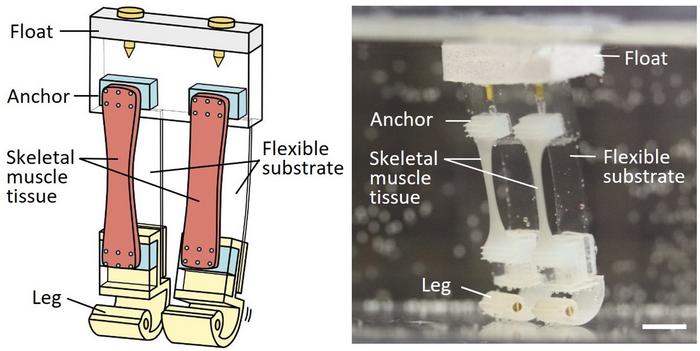 Labeled illustration and image of robot.