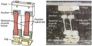 Labeled illustration and image of robot.