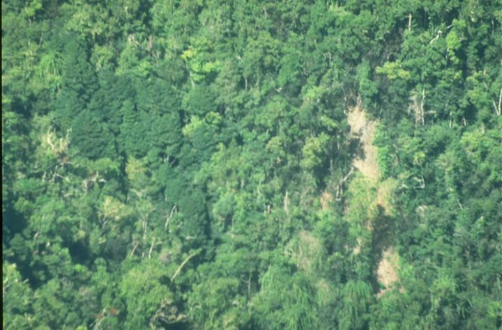 Pittosporum Undulatum in Forest