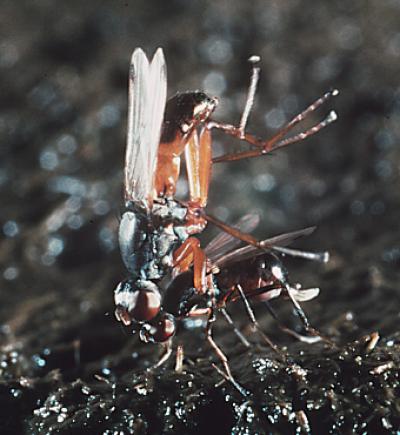 Dung Flies
