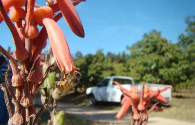 <i>Aloe greatheadii</i>