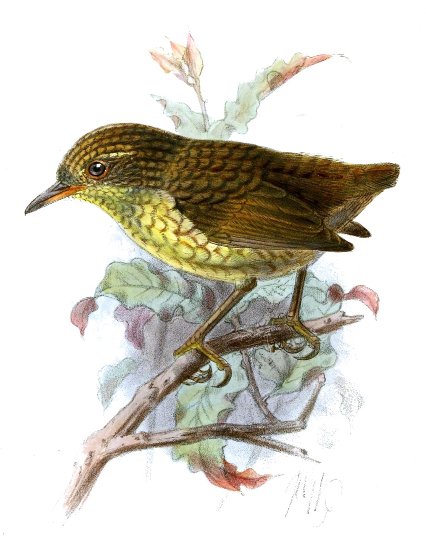 The Extinct Lyall wren